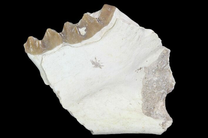 Oreodont (Leptauchenia) Jaw Section - South Dakota #101843